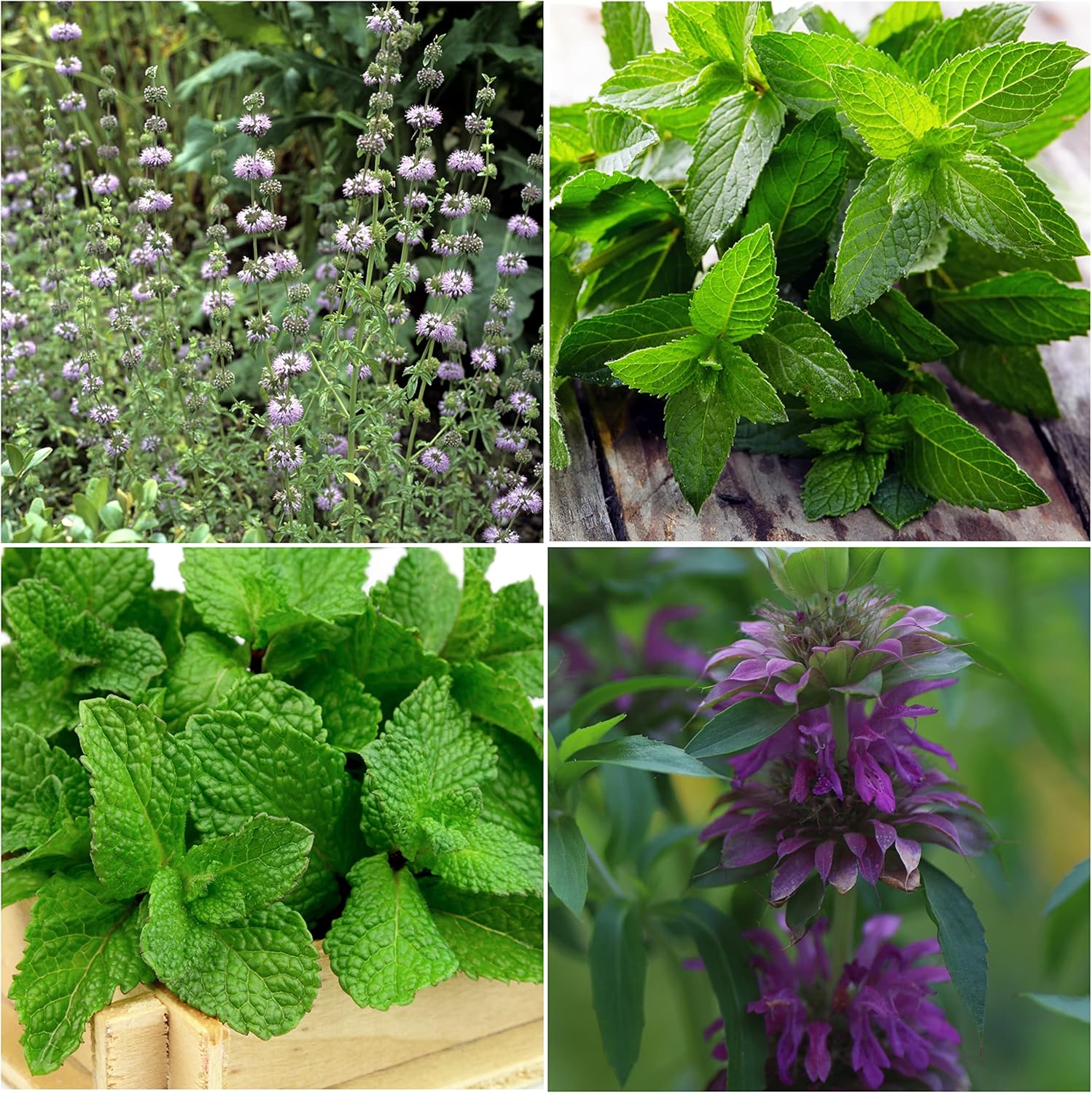 Green Mint Plant Seeds - Fragrant Herb Seeds for Gardens-Heirloom & Non-GMO Seeds for planting – Fresh Herb for Your Garden