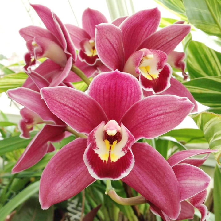 Heirloom Non-GMO Butterfly Orchid Flower Seeds for Garden Planting – Elegant Pink Shade Blooms