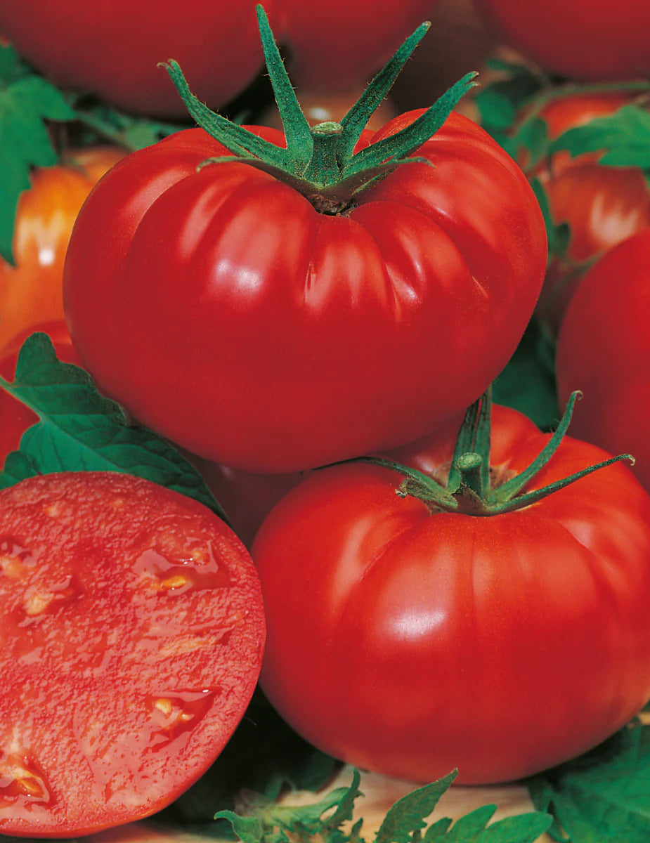 Red Mortgage Seeds for Planting