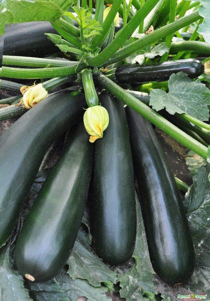 Black Beauty Organic Squash Seeds | Dark Glossy High-Yield Zucchini – Heirloom, Non-GMO, High Germination Organic Garden Seeds