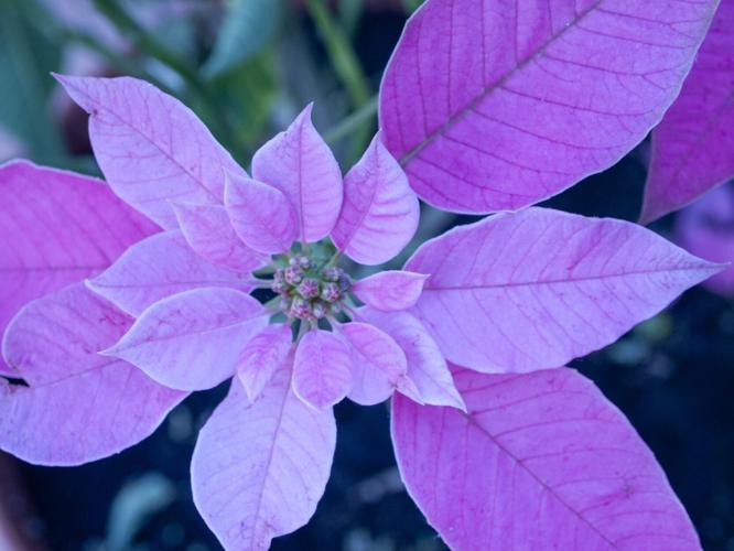 Heirloom Non-GMO Purple Poinsettia Flower Seeds for Planting – Rare Festive Blooming Flower Seeds