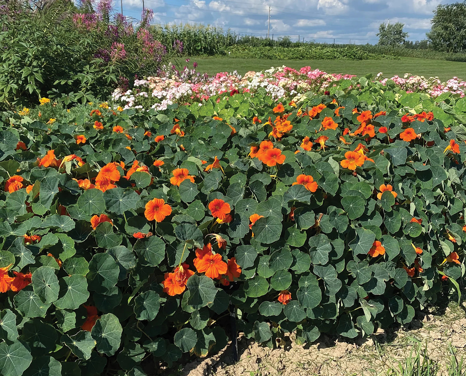 Nasturtium Baby Orange Seeds