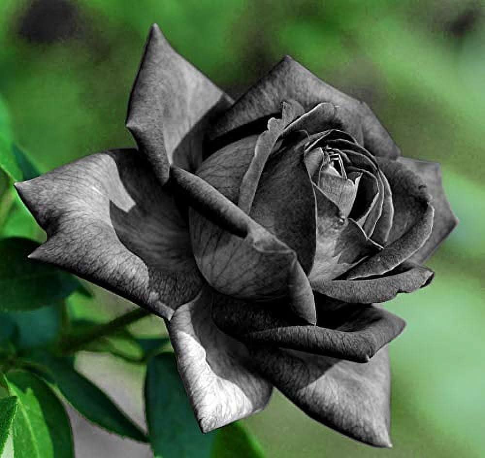 Chinese Black Rose Chinensis Flower Seeds for Planting in Backyard Gardening and Gift Gardens