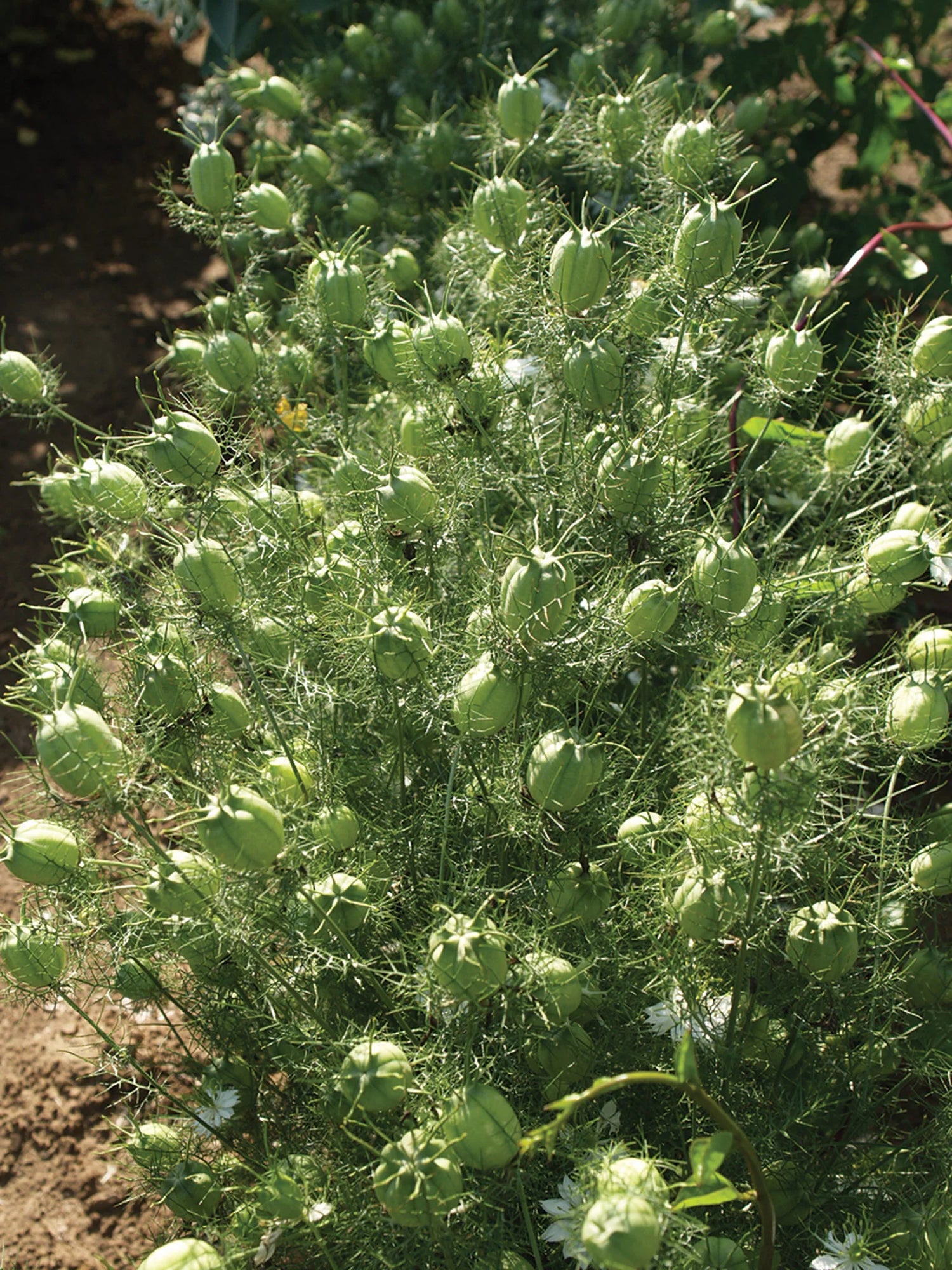 Albion Green Pod Nigella Seed