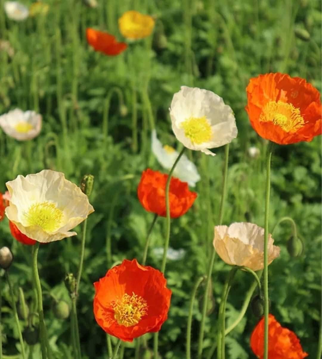 Poppy Power - Poppy Flower Seed Mix