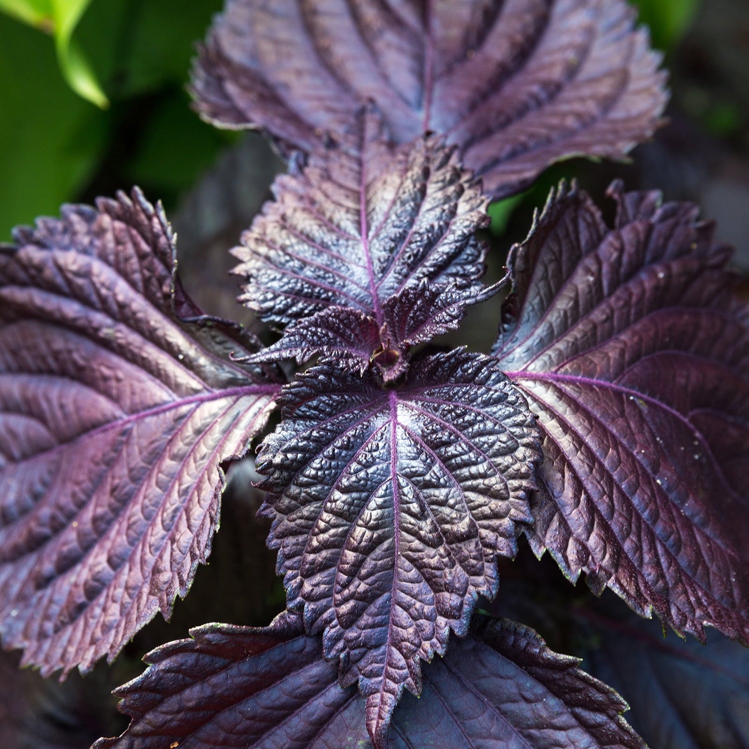 Purple Frutescens Perilla Plant Seeds for Culinary and Aromatic Gardens – Fresh Herb for Your Garden