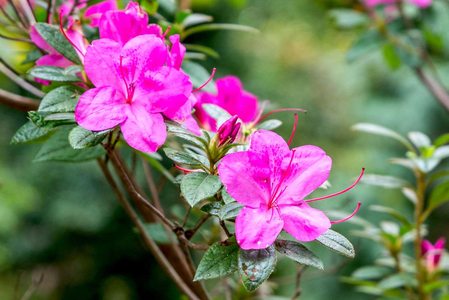 Azalea Rhododendron Flower Seeds for Home Garden