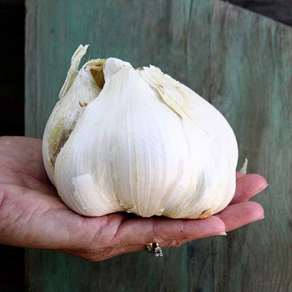 Elephant Garlic Bulb