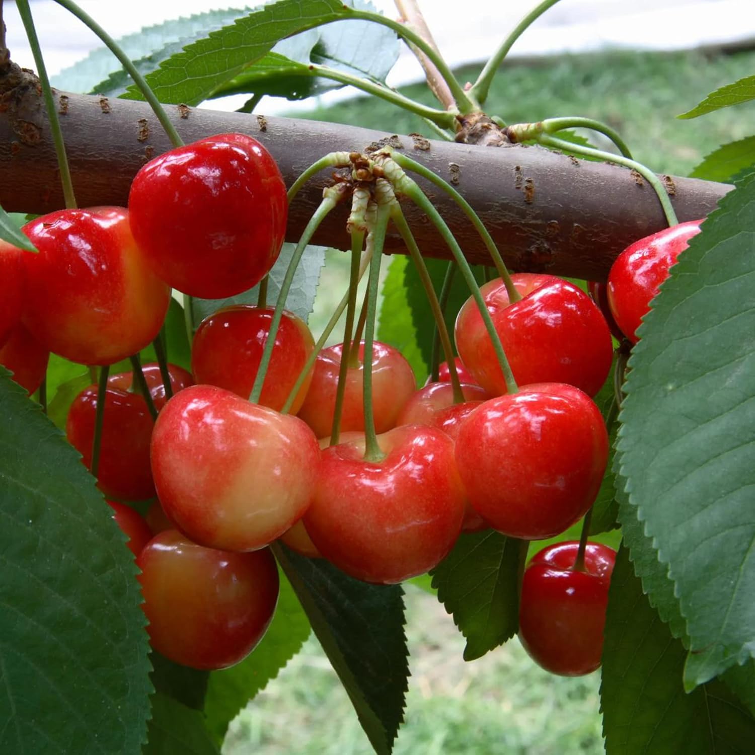 Rainier Cherry Fruit Seeds