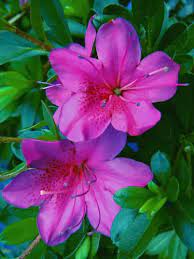 Azalea Rhododendron Flower Seeds for Home Garden