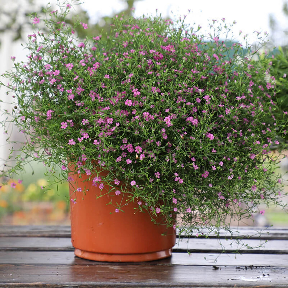 Gypsophila Gypsy Deep Rose Seeds for Soft Garden Blooms