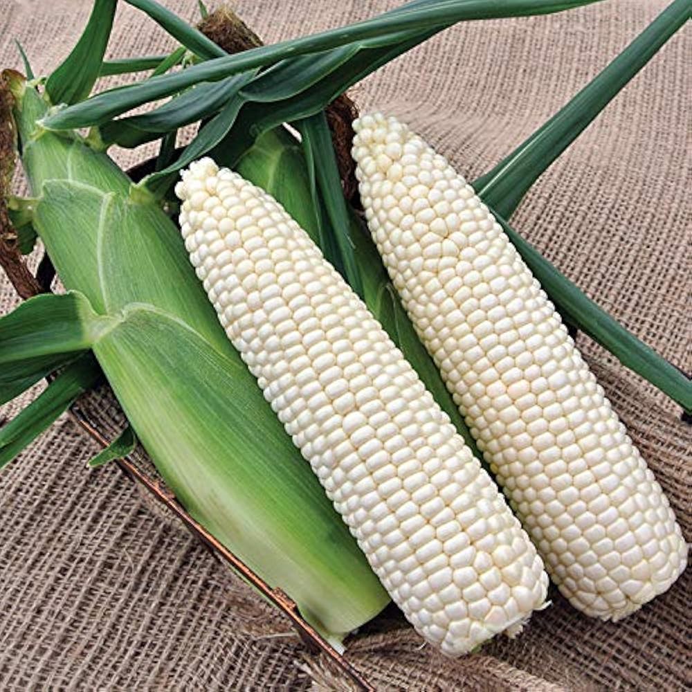 Silver Queen Corn Seeds Heirloom Non-GMO High Germination Organic Garden Seeds