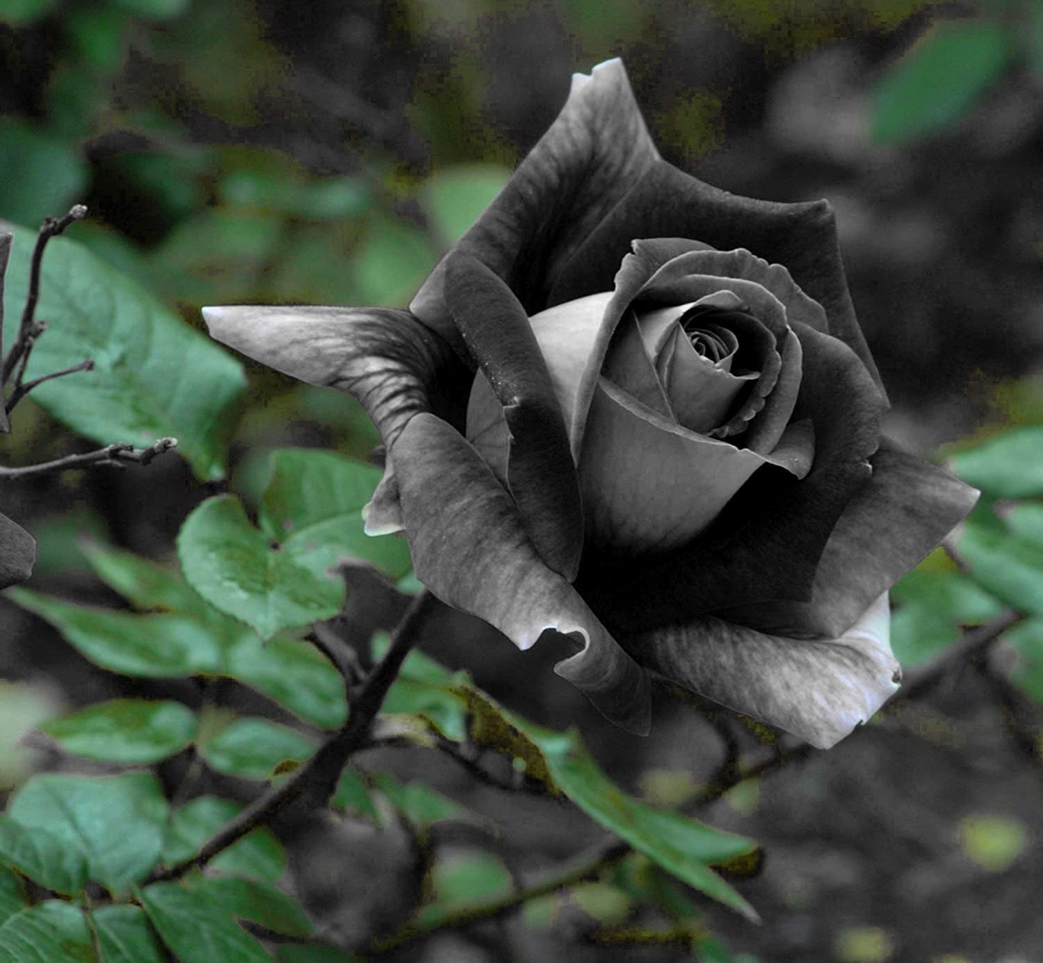 Rose Rosa Hybrida Black Flower Seeds for Planting