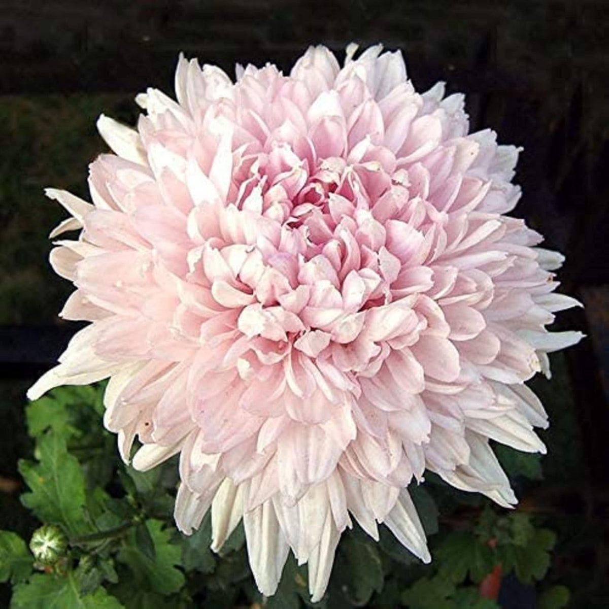 Chrysanthemum Chrysanthemum Morifolium Flower Seeds for Planting