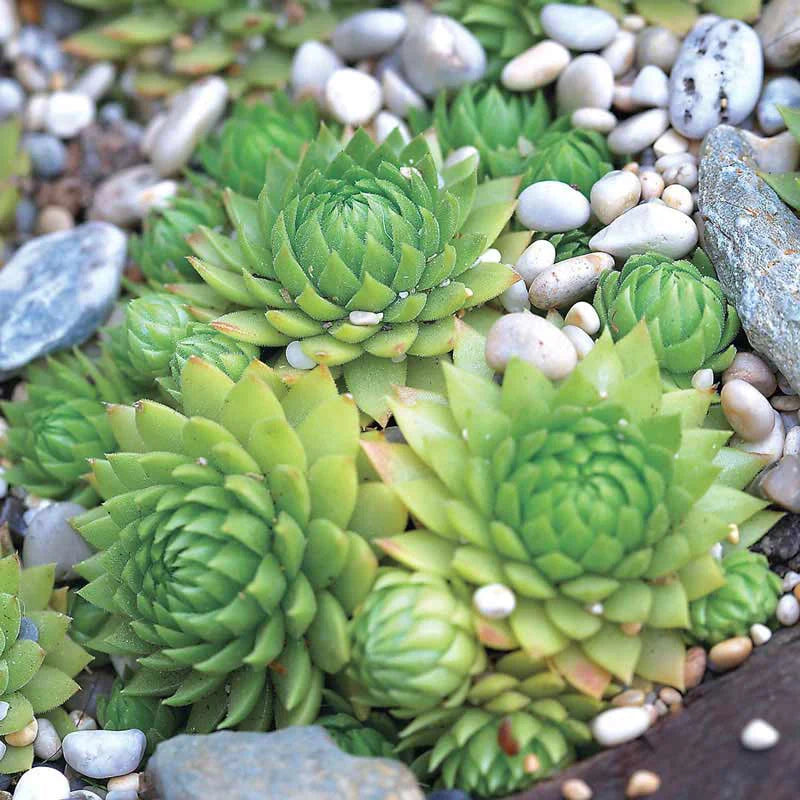 Hens and Chicks Plant Seeds for Planting - 100 seeds for planting in home garden