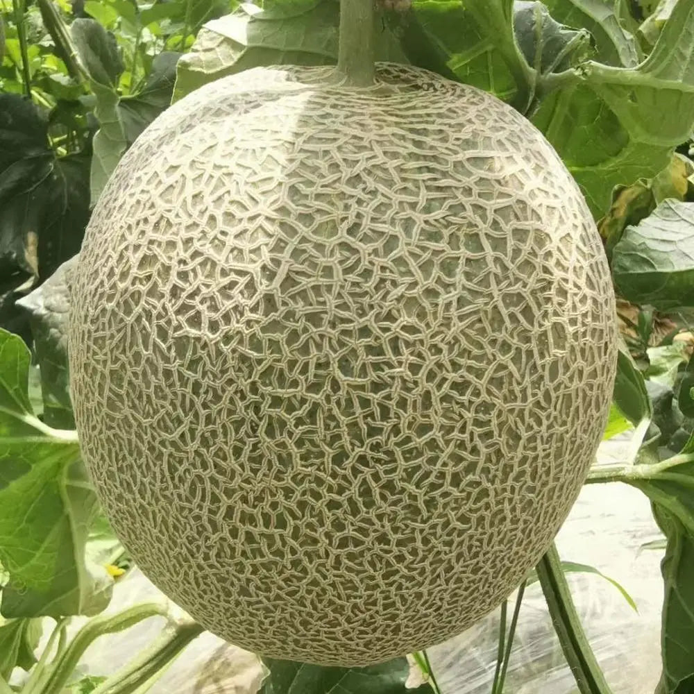 Hami Melon Fruit Seed Collection for Sweet Melons