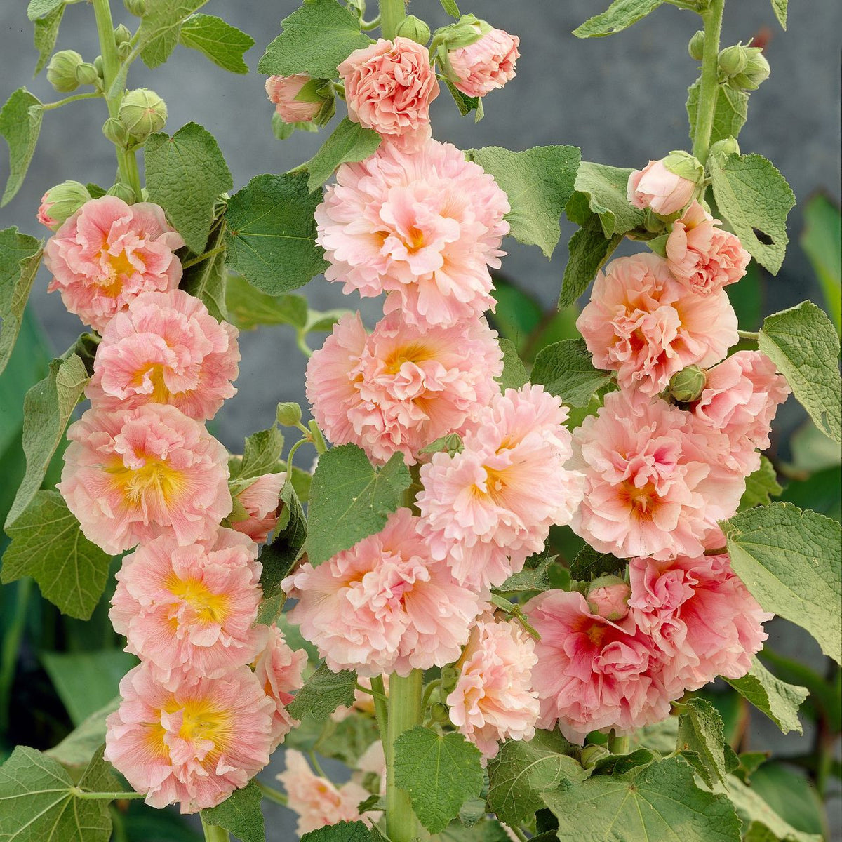 Double Orange Hollyhock Alcea rosea , Flowering Seeds For Planting