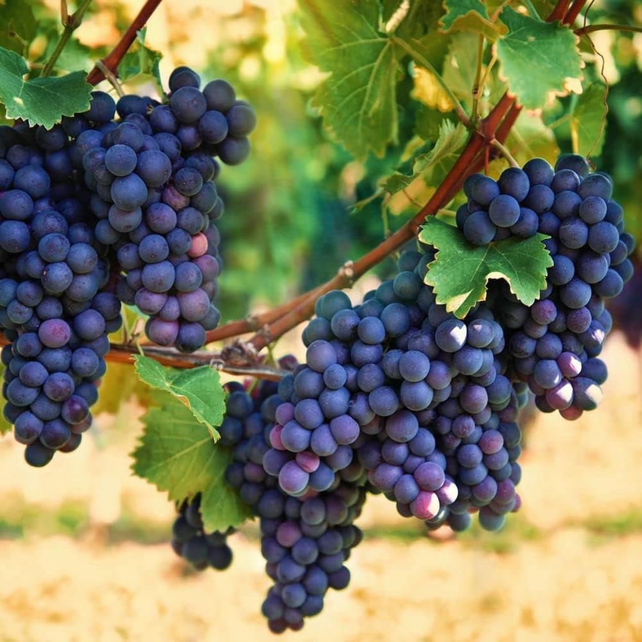 Heirloom Purple Grape Fruit Seeds - Ideal for Home Gardens and Vineyards,Ideal for Home Garden