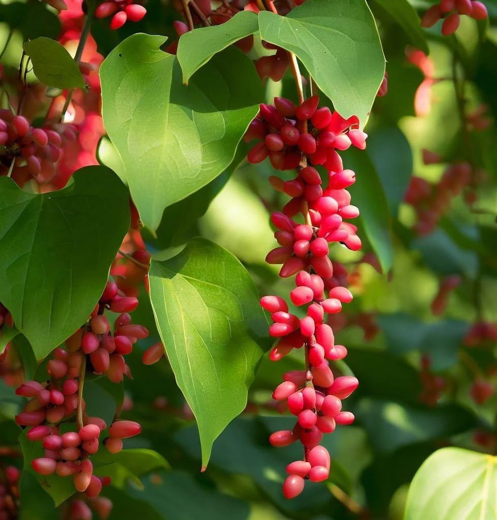 Red Schisandra Fruit Seeds - A Tangy and Nutritious Fruit for Your Garden
