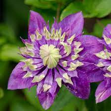 Clematis Clematis lampadina for Planting in Vertical Garden