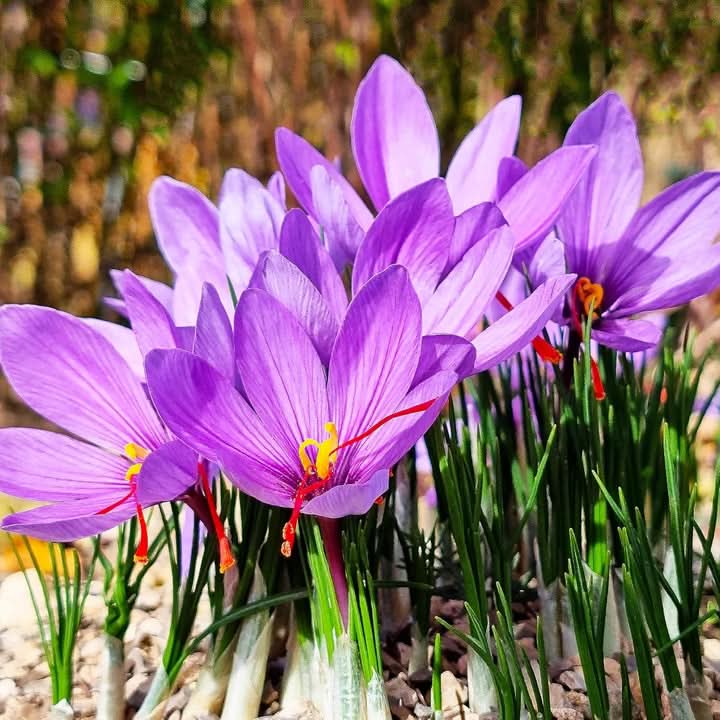 Crocus Flower Seeds for Planting