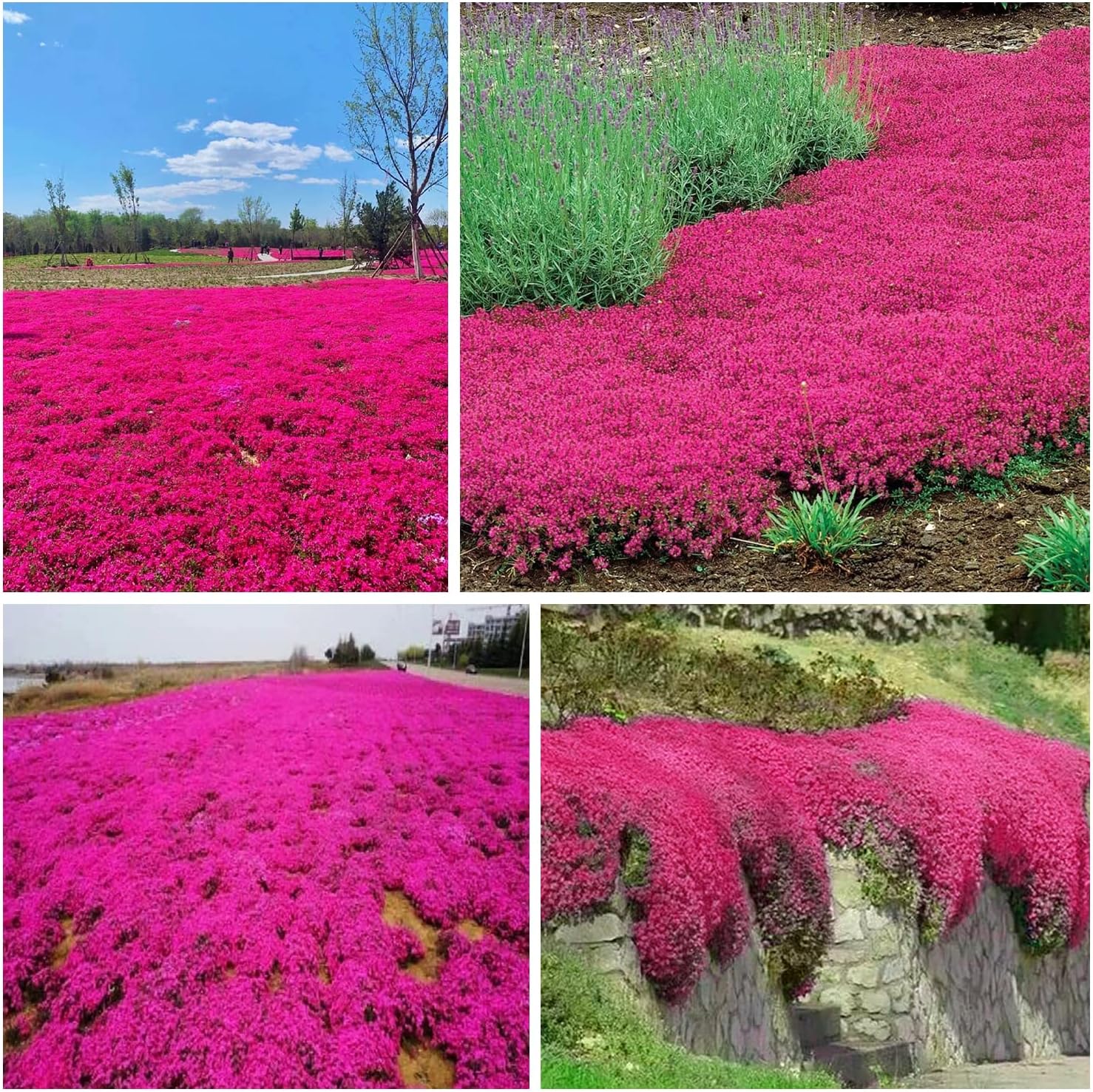 Creeping Mother of Thyme Seeds Seeds Groundcover Herb