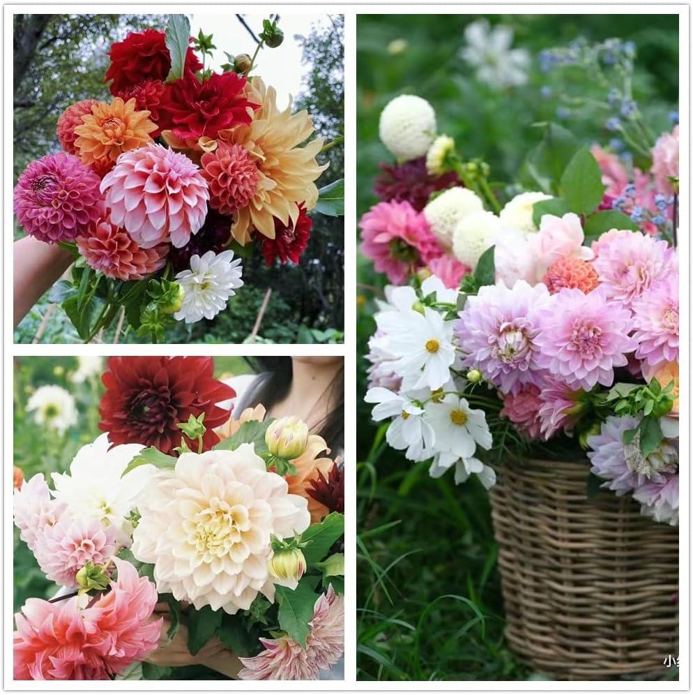 Dahlia Pompon Flower Seeds