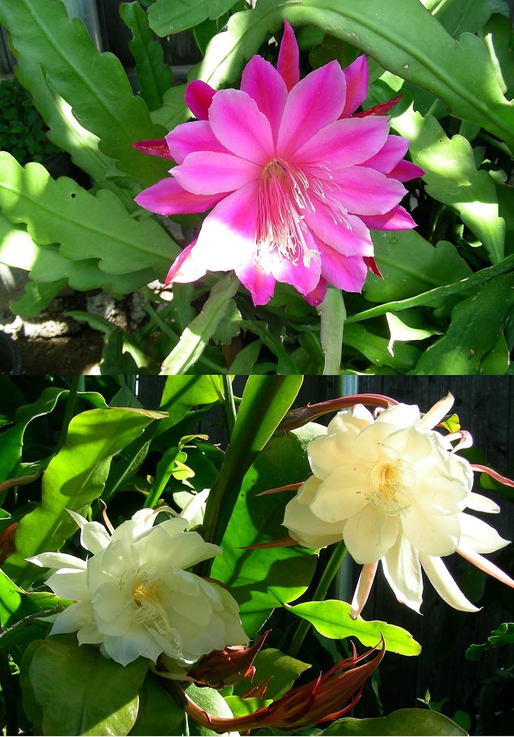 Cactus Epiphyllum Oxypetalum Orchid Cactus Flower Seeds for Planting