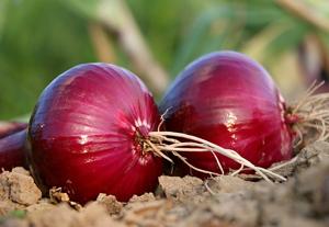 mature Red Grano onion bulbs ready for harvest in field

