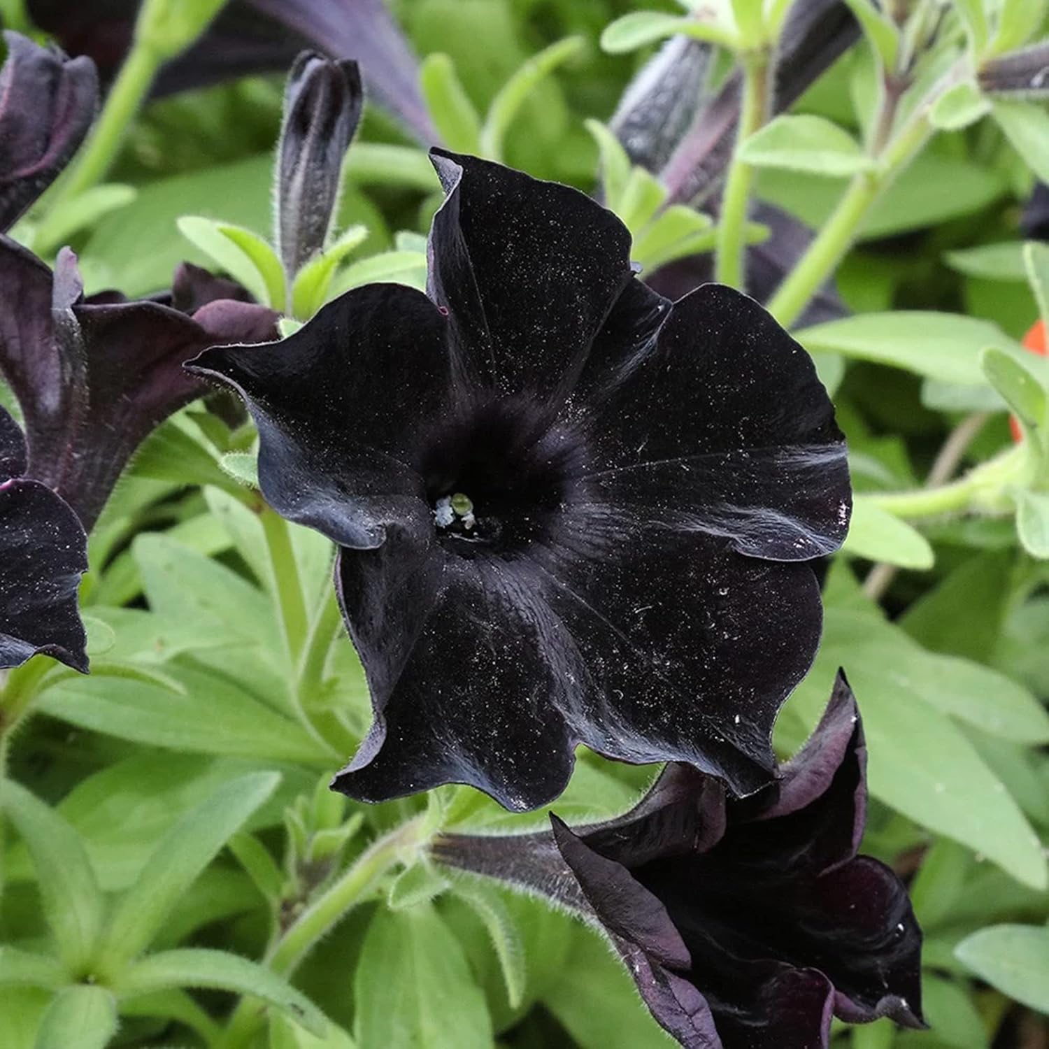 Petunia (Petunia scientific name) for planting in garden