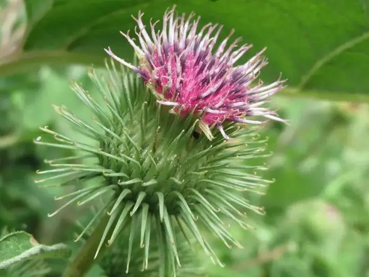 Pink Arctium Lappa Plant Seeds for Planting, NON GMO Seeds Dhara Seeds