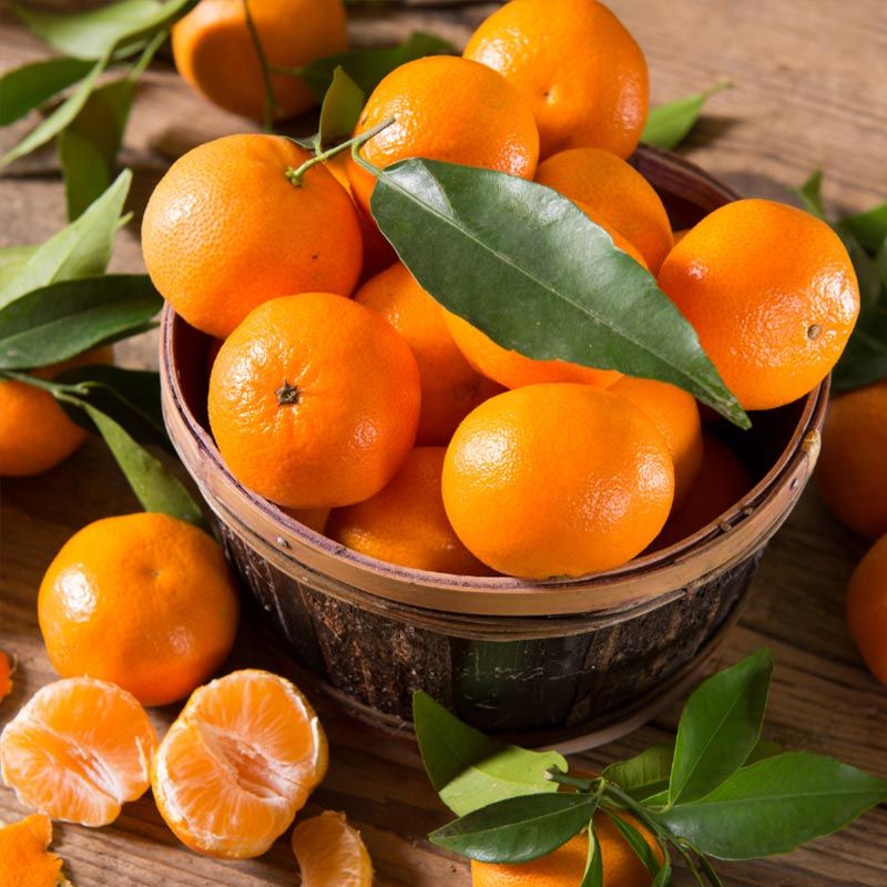 Ponkan Fruit (Citrus reticulata) – Sweet and Juicy Tangerine Variety