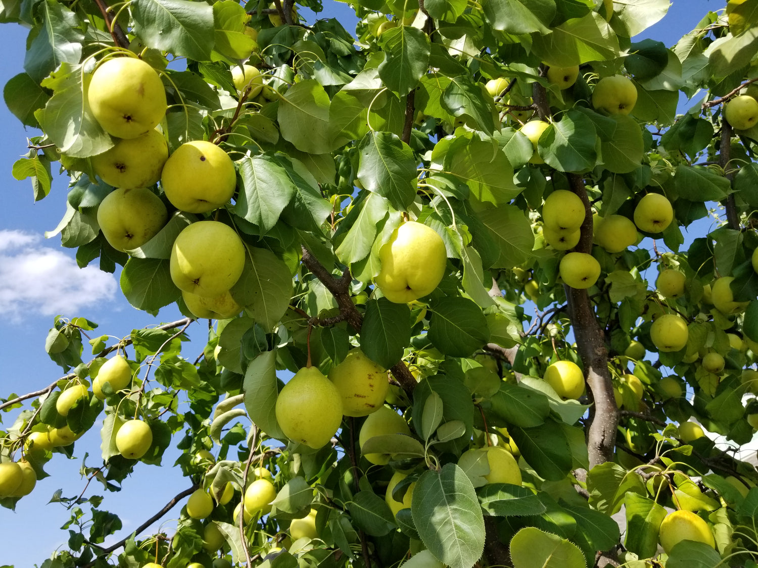 Yali Pear (Pyrus pyrifolia / Common Name: Yali Pear)