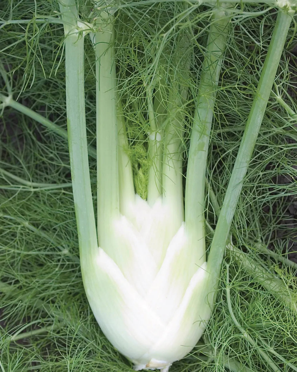 Fennel Seeds (Organic) - Florence