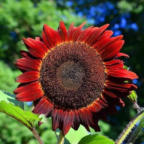 Red Sun Fortune Sunflower Seeds (Helianthus annuus) Bright Ornamental Variety for Pollinators