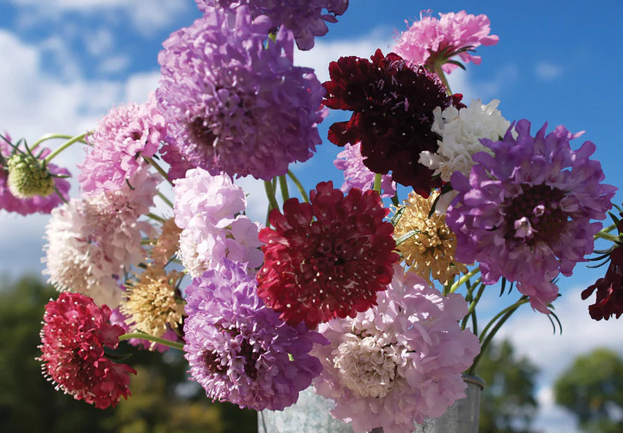 Scabiosa Cutbrite Pincushion Mix Flower Seeds – Colorful Mix for Cut Flowers and Pollinator Gardens