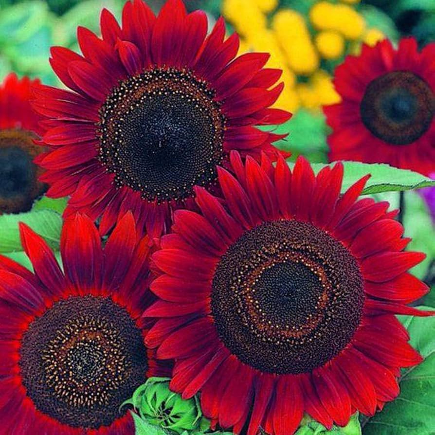 Red Sun Fortune Sunflower Seeds (Helianthus annuus) Bright Ornamental Variety for Pollinators