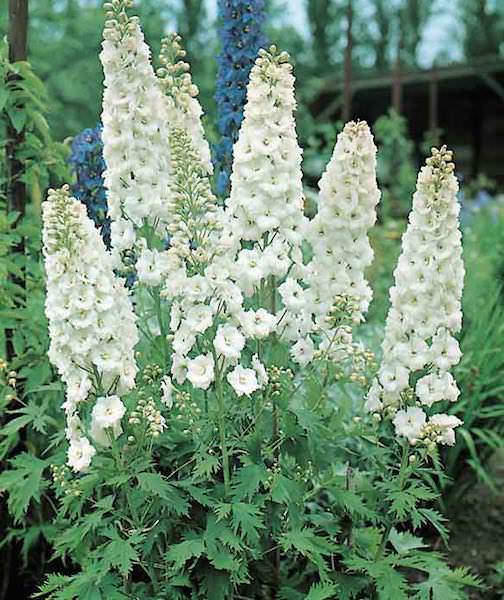 Salmon King Delphinium Flower Seeds (Delphinium elatum) Tall Perennial for Cottage Gardens