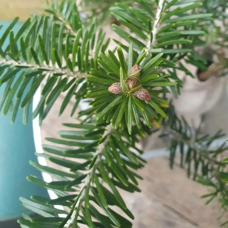 Green Abies Alba Plant Seeds for Planting, heirloom & Non-GMO Seeds