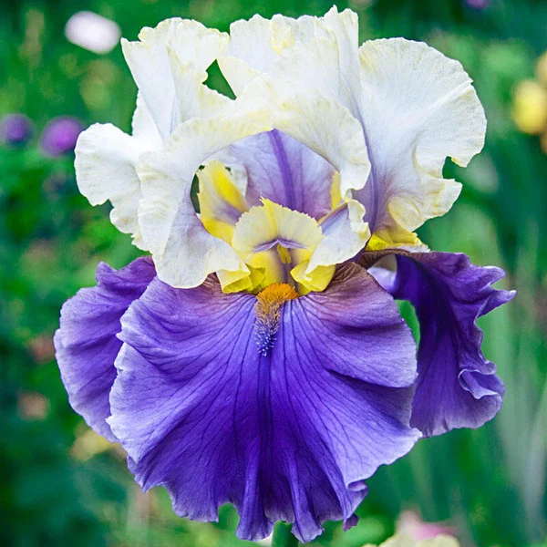 Dream of You Tall Bearded Iris