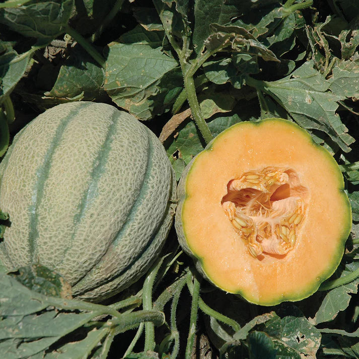 Hami Melon Fruit Seed Collection for Sweet Melons