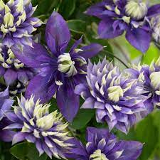 Clematis Clematis lampadina for Planting in Vertical Garden
