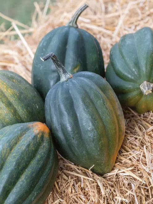 Squash Seeds (Organic) - Acorn Table Queen