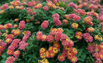 organic-heirloom-mixed-lantana-seeds

