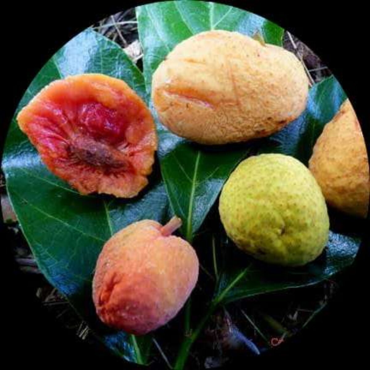 Kwai Muk (Litchi chinenesis)