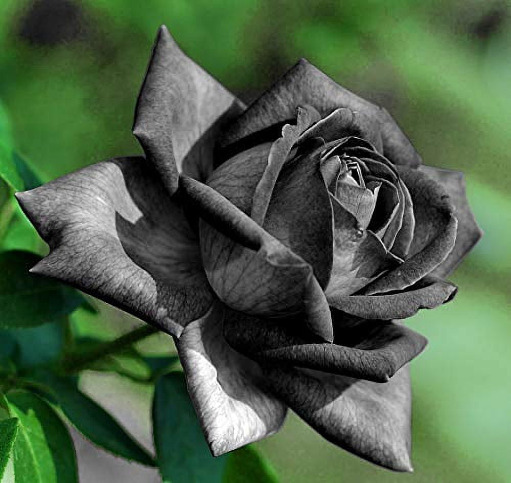 Rare China Black Rose Flower Seeds for DIY Gardening