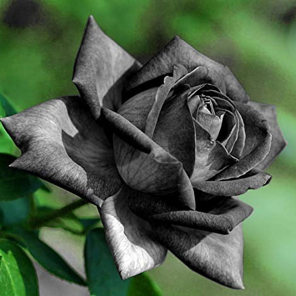 Rare Black Rose Flower Seeds Family Planting