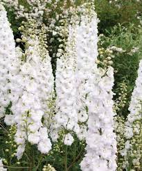 Salmon King Delphinium Flower Seeds (Delphinium elatum) Tall Perennial for Cottage Gardens