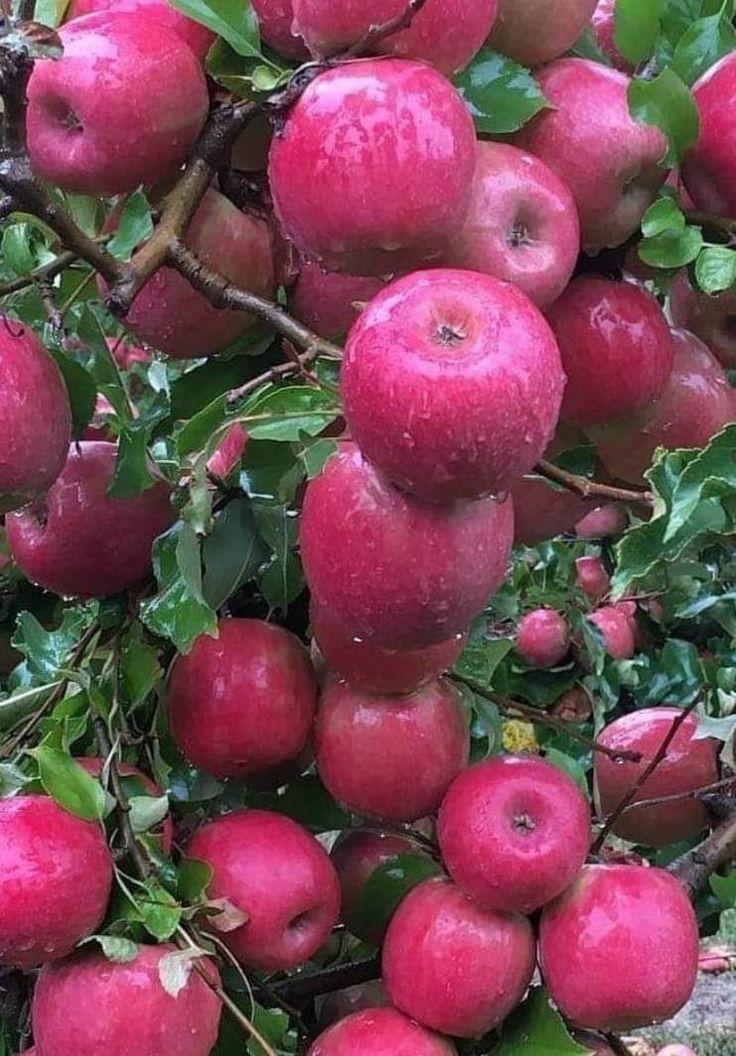 Colonnade ‘Maypole’ Apple (Malus domestica)