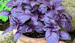 culinary dishes garnished with fresh purple basil leaves

